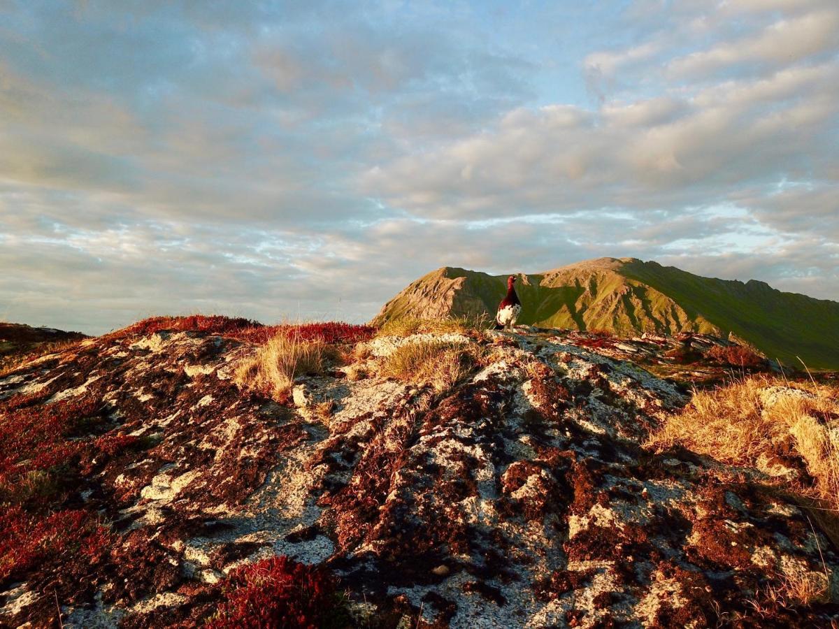 Lofoten Troll View Bostad Eksteriør billede